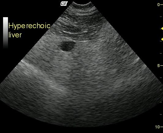 SPANKYECROYDFELPLASMACELLNEOPLASIan_02122009031923