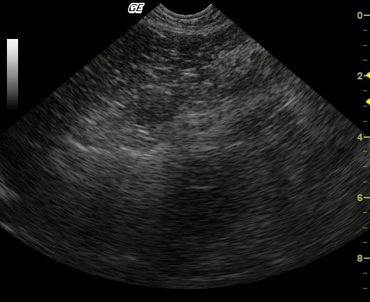 Buddy_1_11232009054259