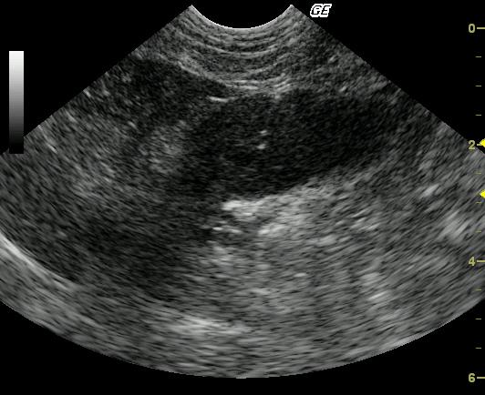 Five_image_2_fna_01312010050645