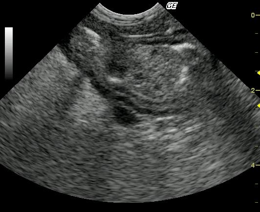 Sammy_imafe2_01312010052848