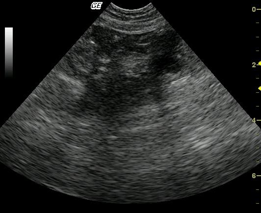 Boo_fna_image_2_02102010090020
