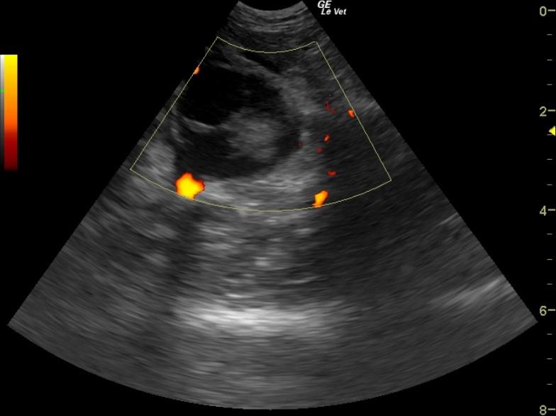 CranialLungMass_02112011085616