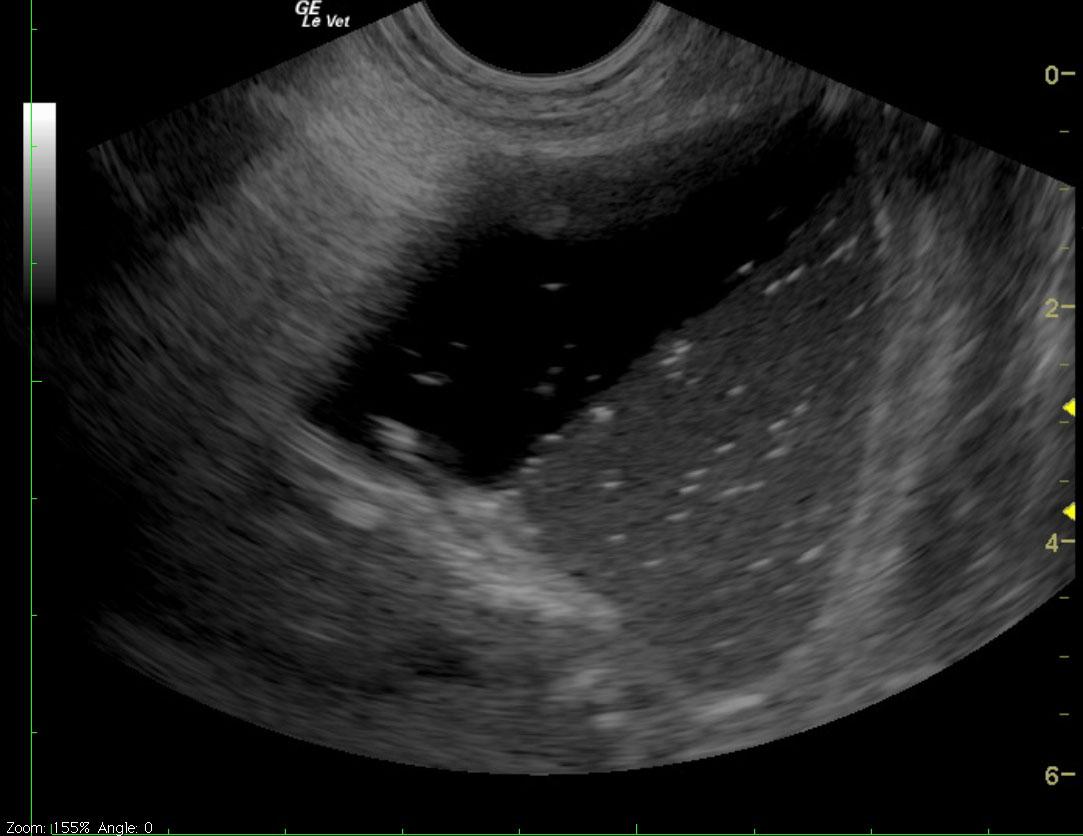 Jan2010COMimage4anon_07262011081152