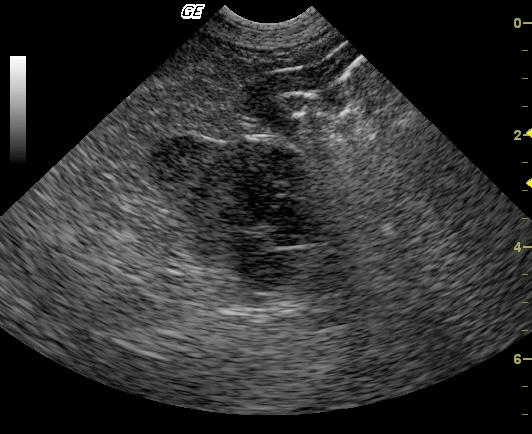 sammy2_08062011091145