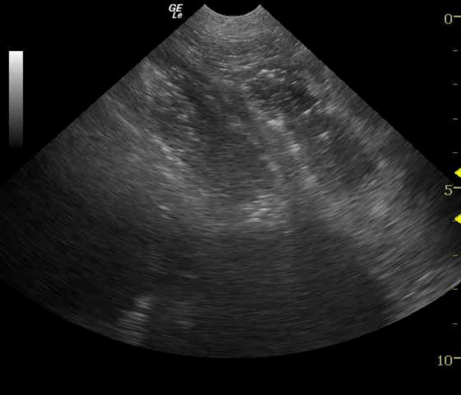 0400148kobyalfieri_09082011093558