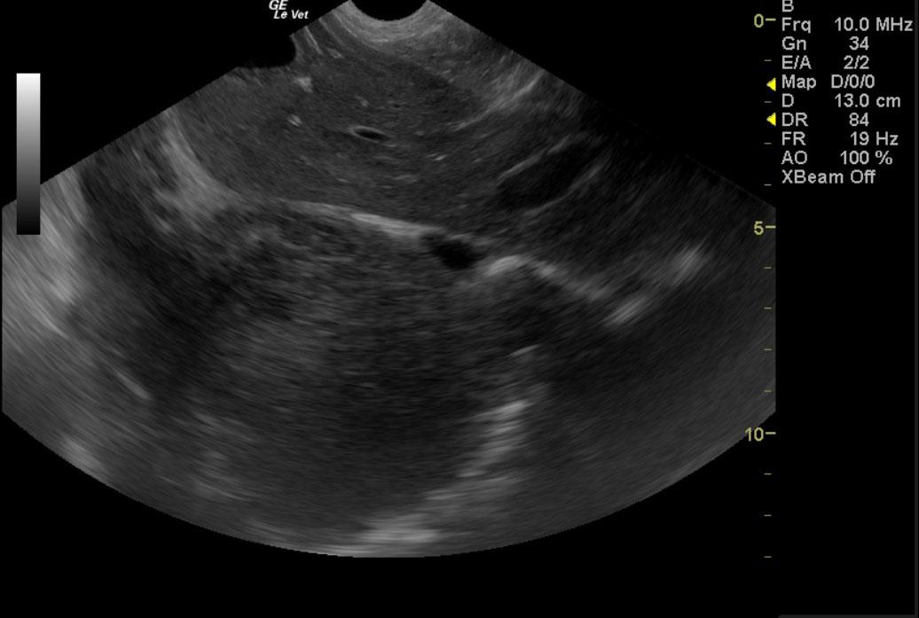 PetersonTobyk9lungmassthoracic2_01132012080225