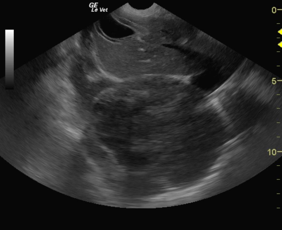 PetersonTobyk9lungmassthoracic3_01132012080238
