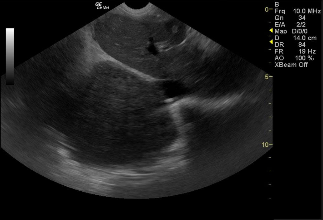 PetersonTobyk9lungmassthoracic_01132012080212