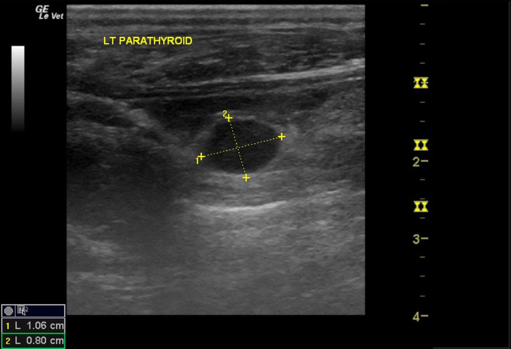 CarboneShilohthyroidparathyroidk9_02252012041720