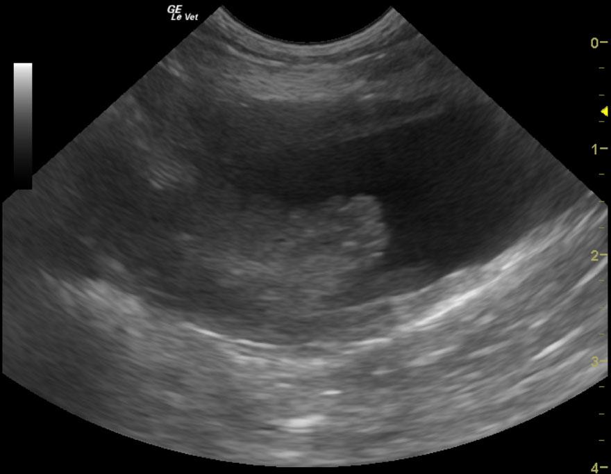 Bladdermass_09012012060943