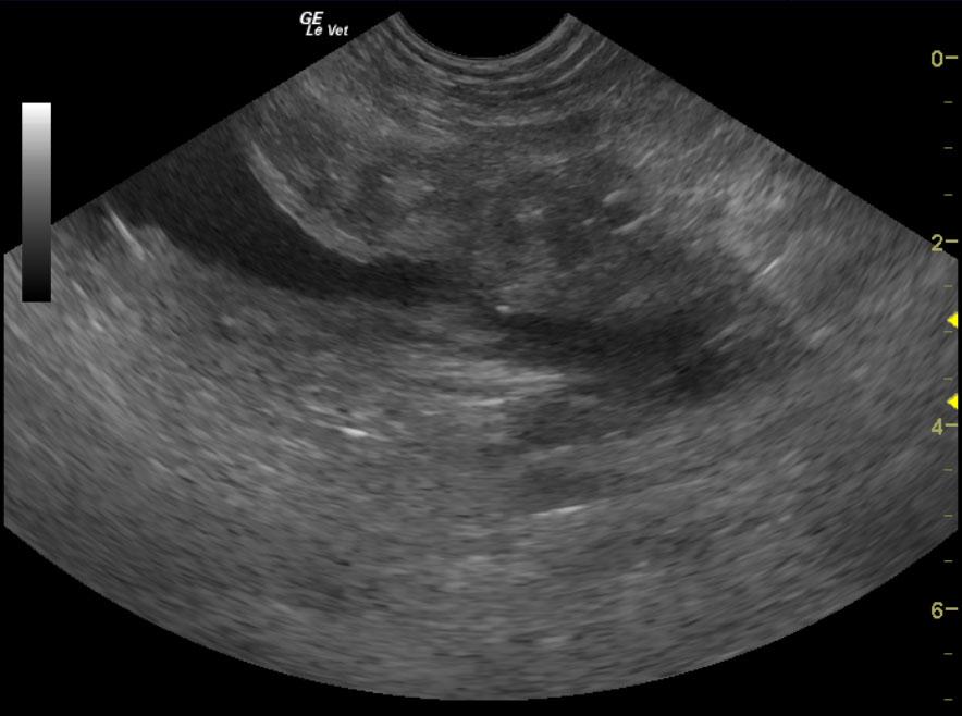 Bladdermass_09012012120713