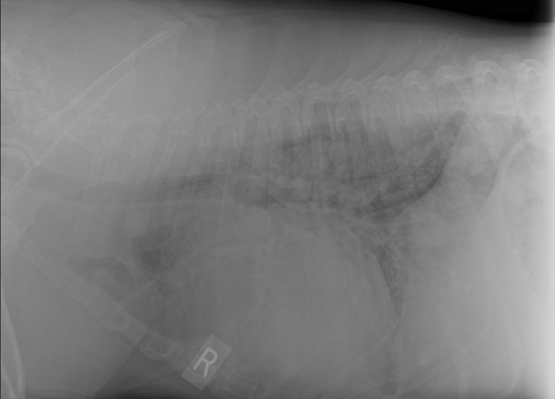 Latthoraxrad_10292012124656