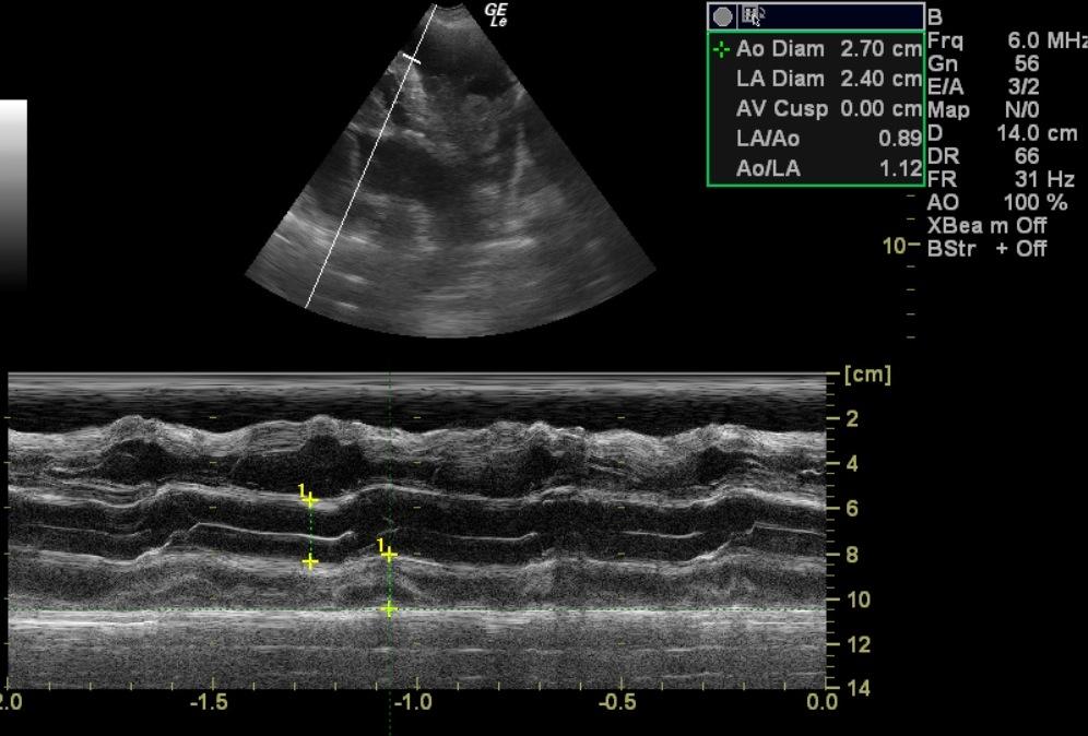 lady_deans_raur_mass_la_ao