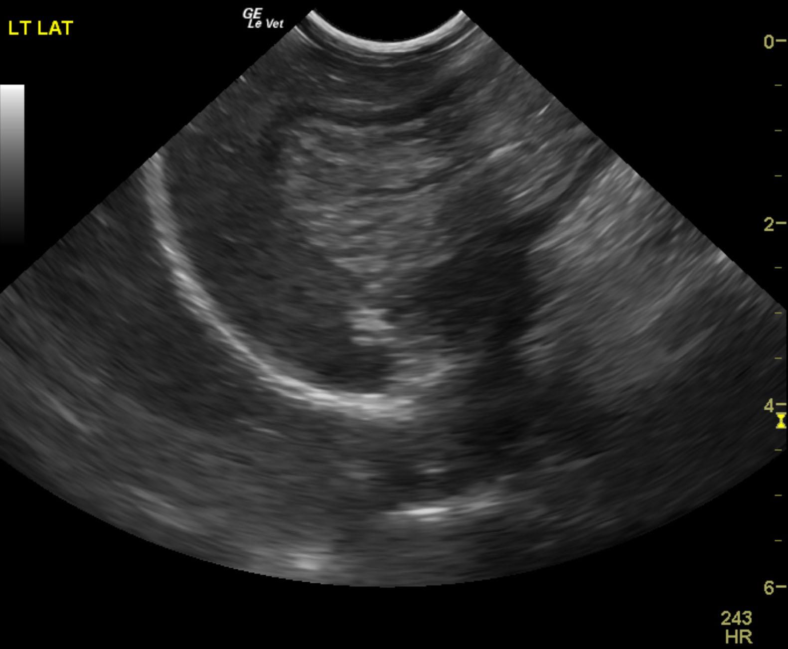hannah_original_typhlitis_pyl_2