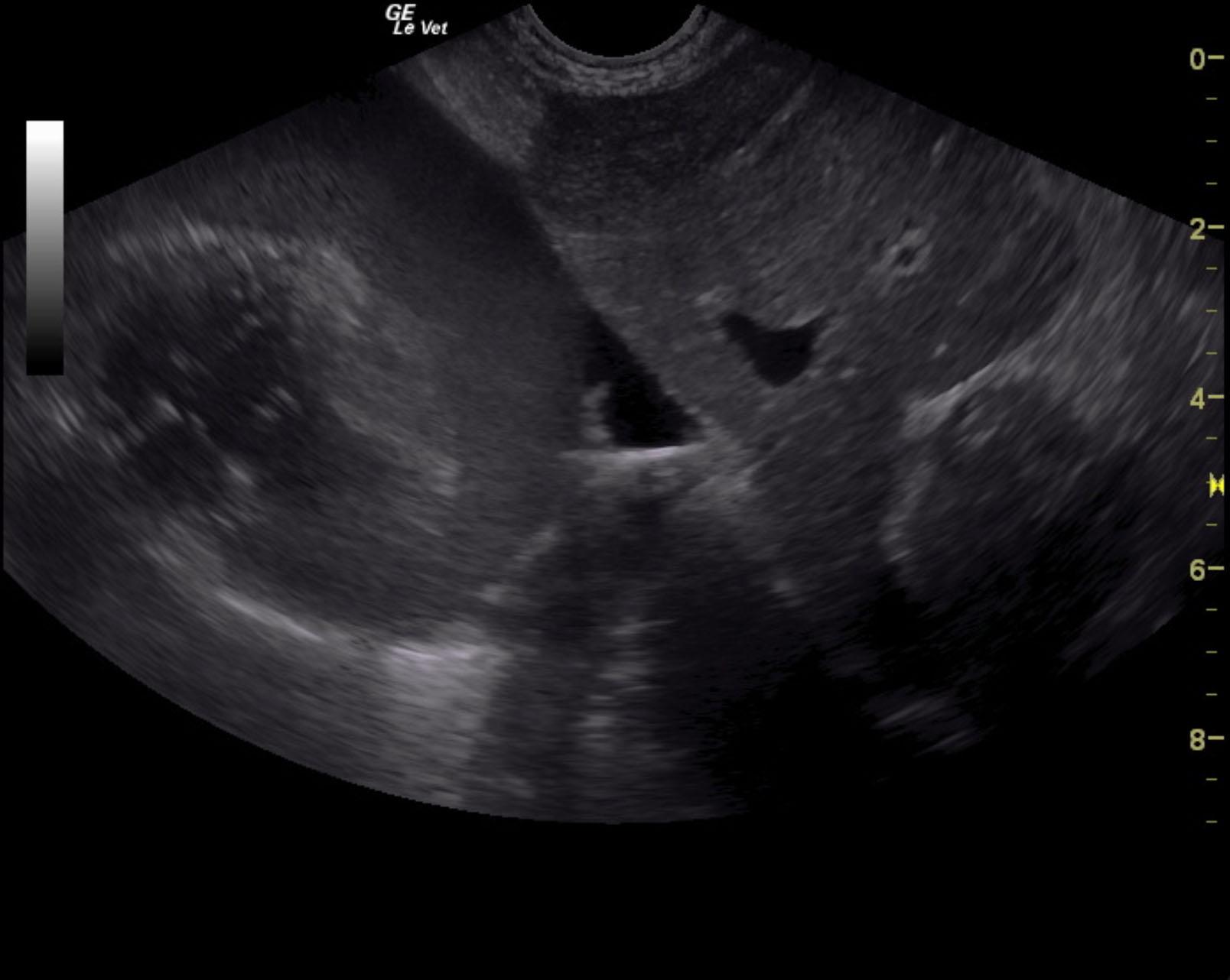 mcfarlin_rocky_pc_effusion_lung_mass_passive_congestion_pc_eff_pleural_eff
