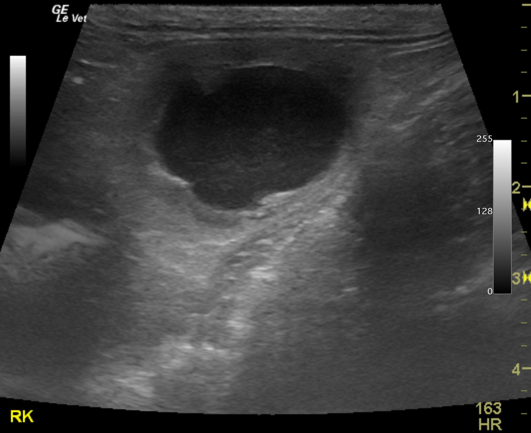 ureteral_mass_nell_barnes_feline_13_yr_dsh_right_kidney_hydro