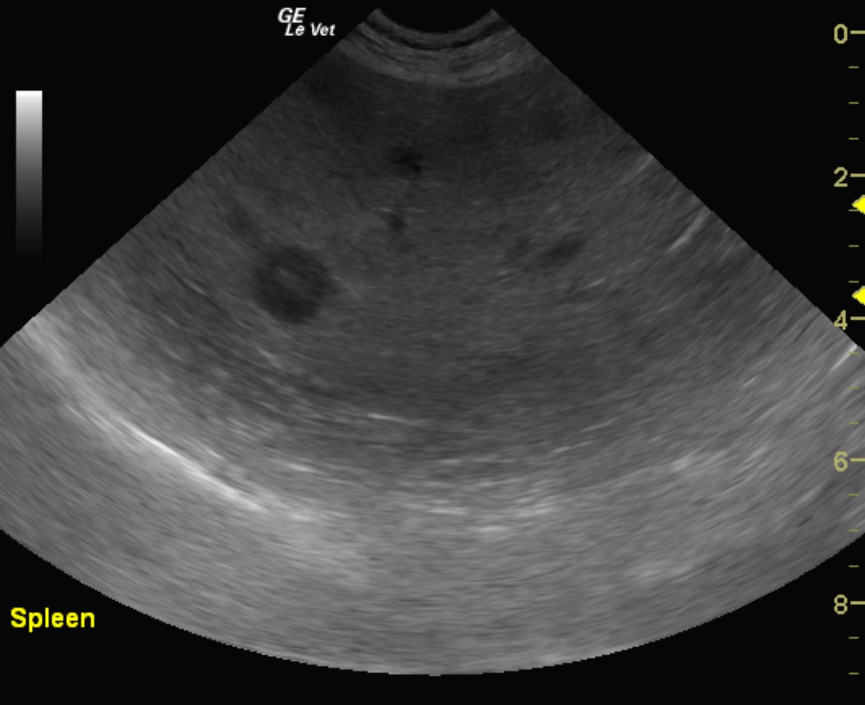 splenic_targets