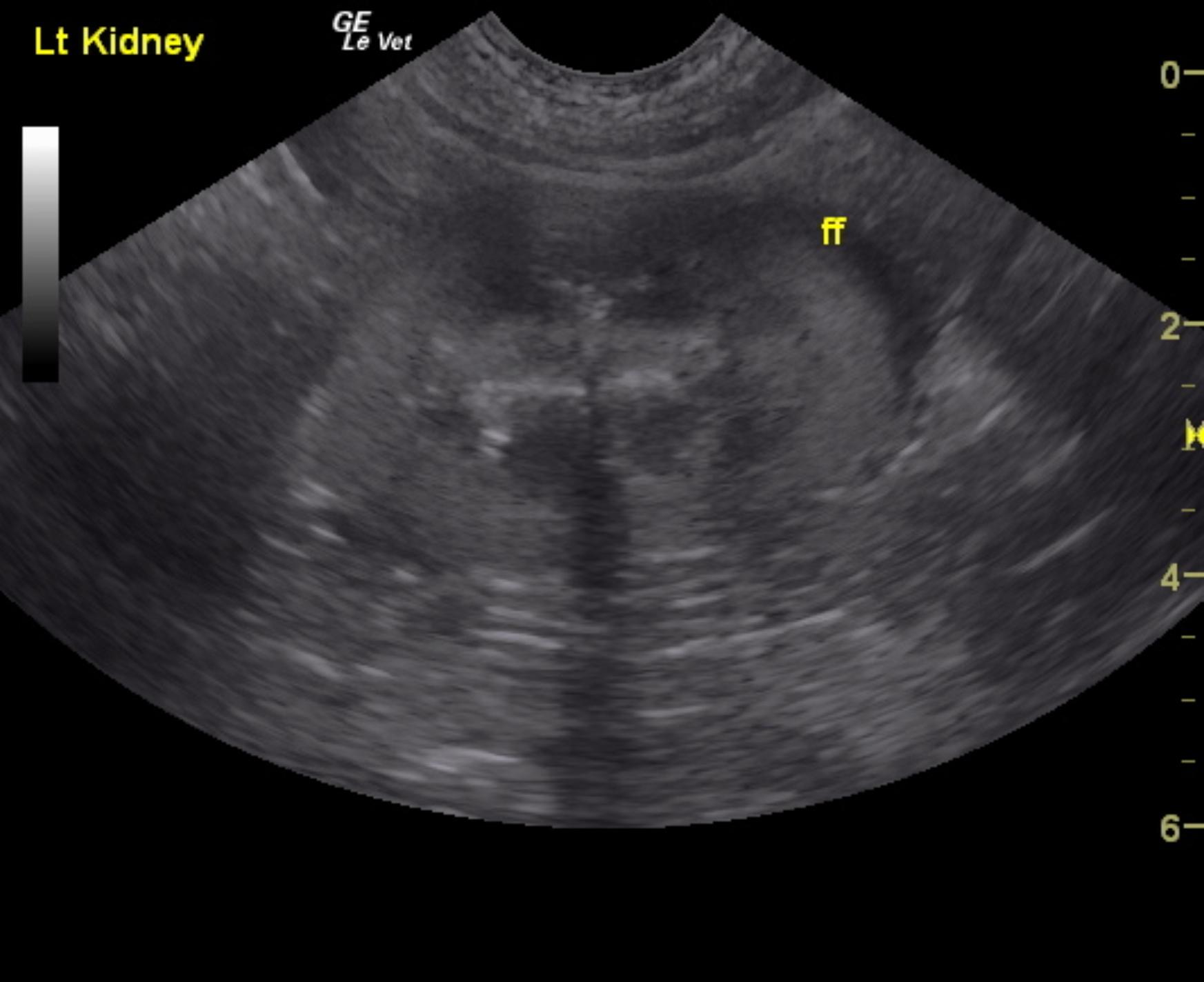lepto_kidney_free_fluid