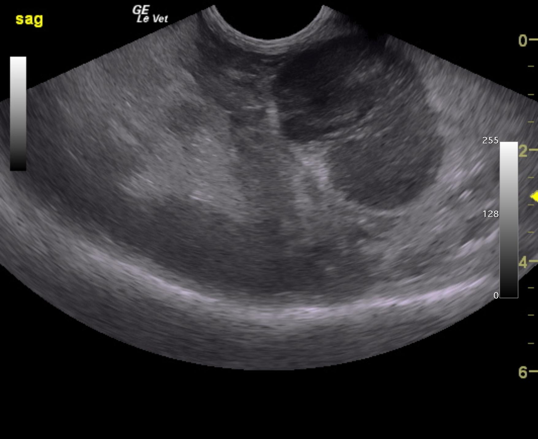 wednesday_gobble_ferret_lymphoma_spleen_ln_
