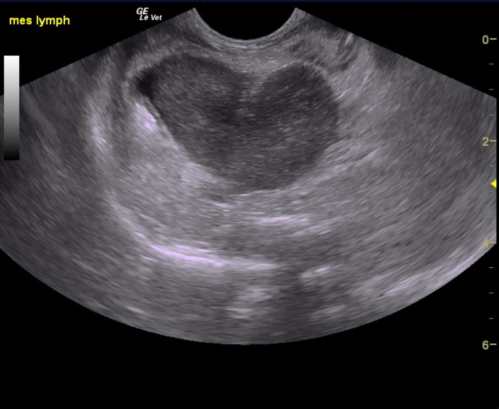 wednesday_gobble_ferret_lymphoma_spleen_ln_liver