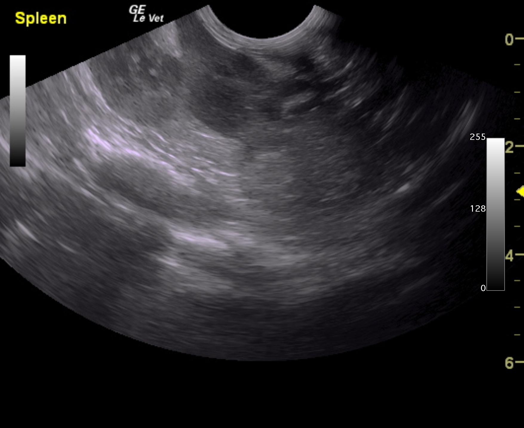 wednesday_gobble_ferret_lymphoma_spleen