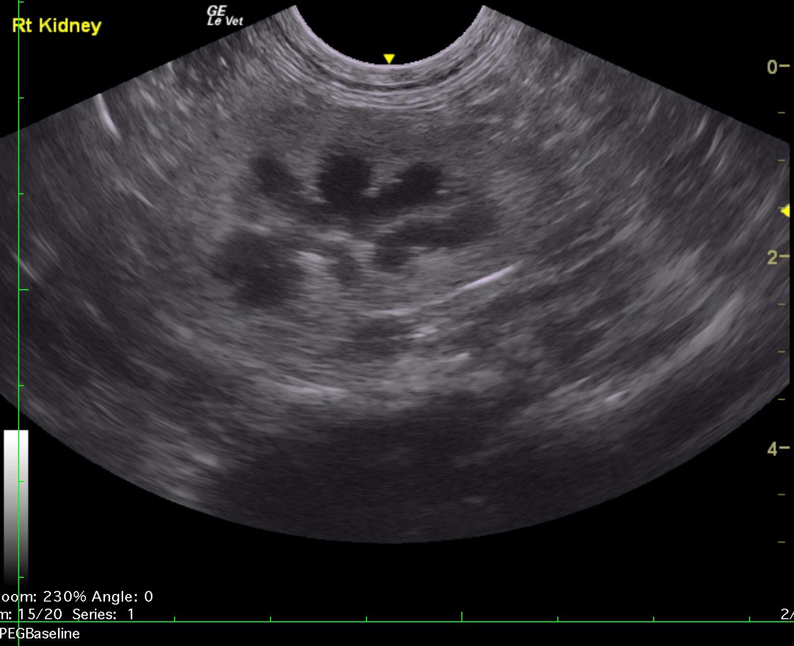 alex_miles_feline_renal_mass_unilateral_rk