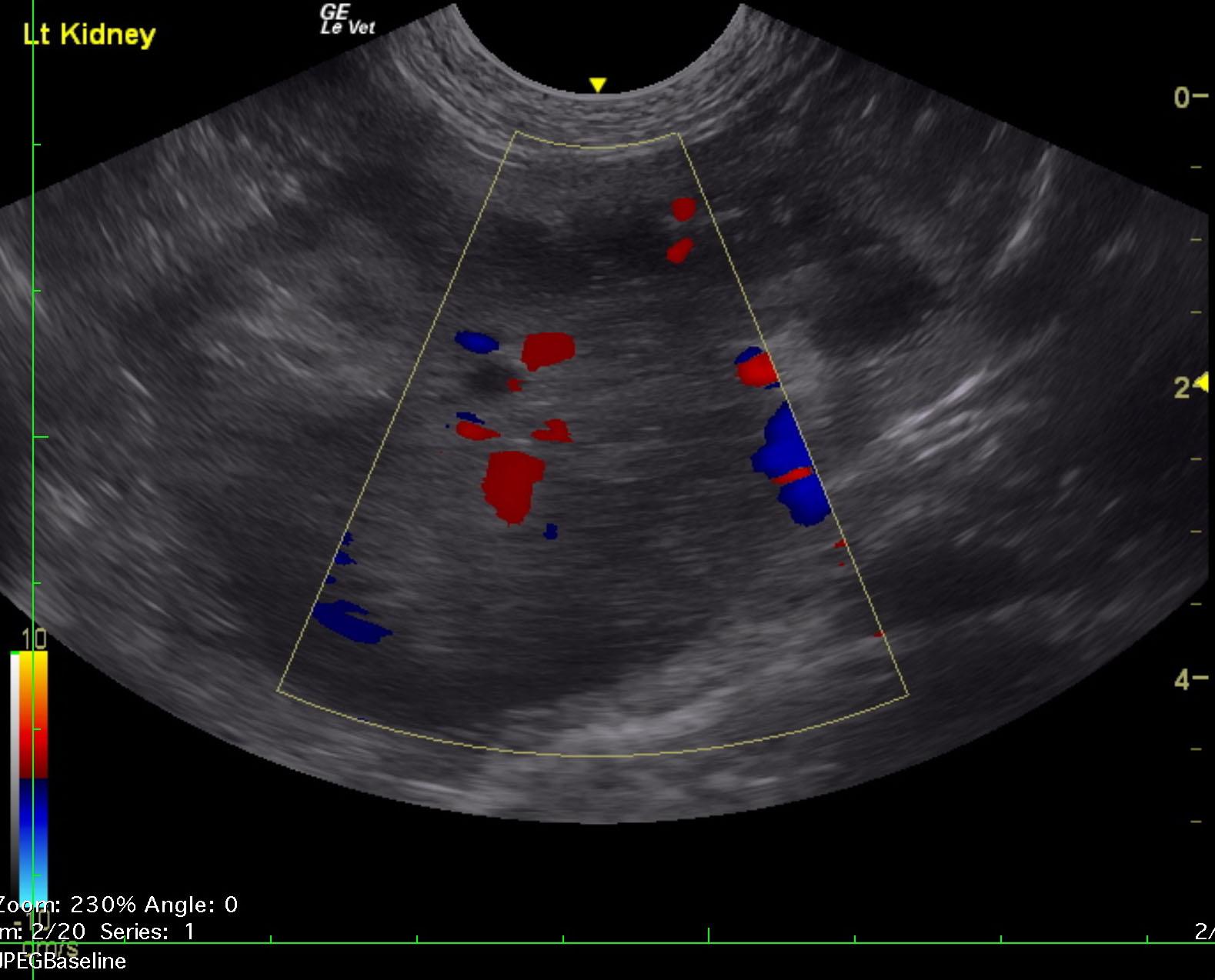 alex_miles_feline_renal_mass_unilateral