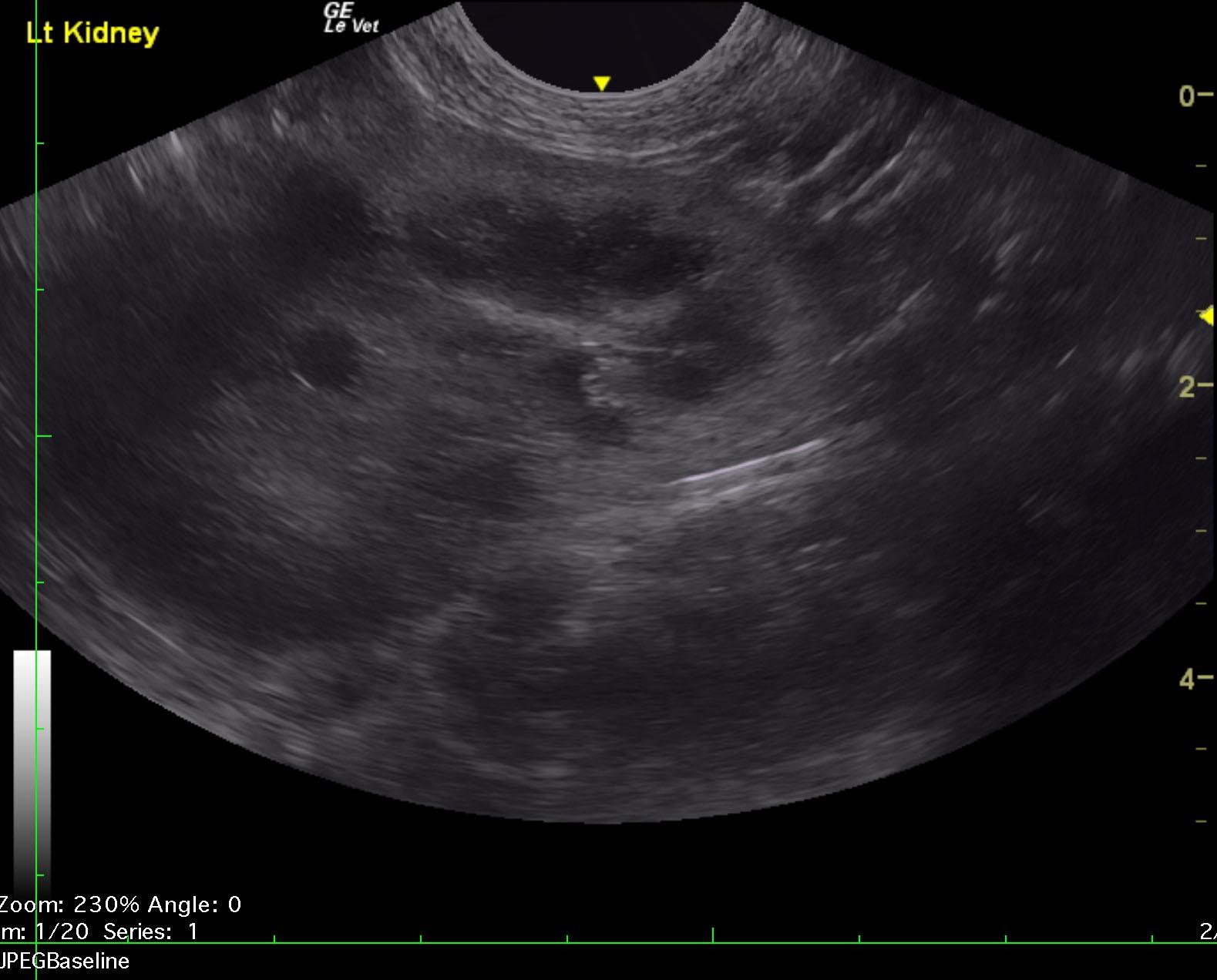 alex_miles_feline_renal_mass_unilateral_2