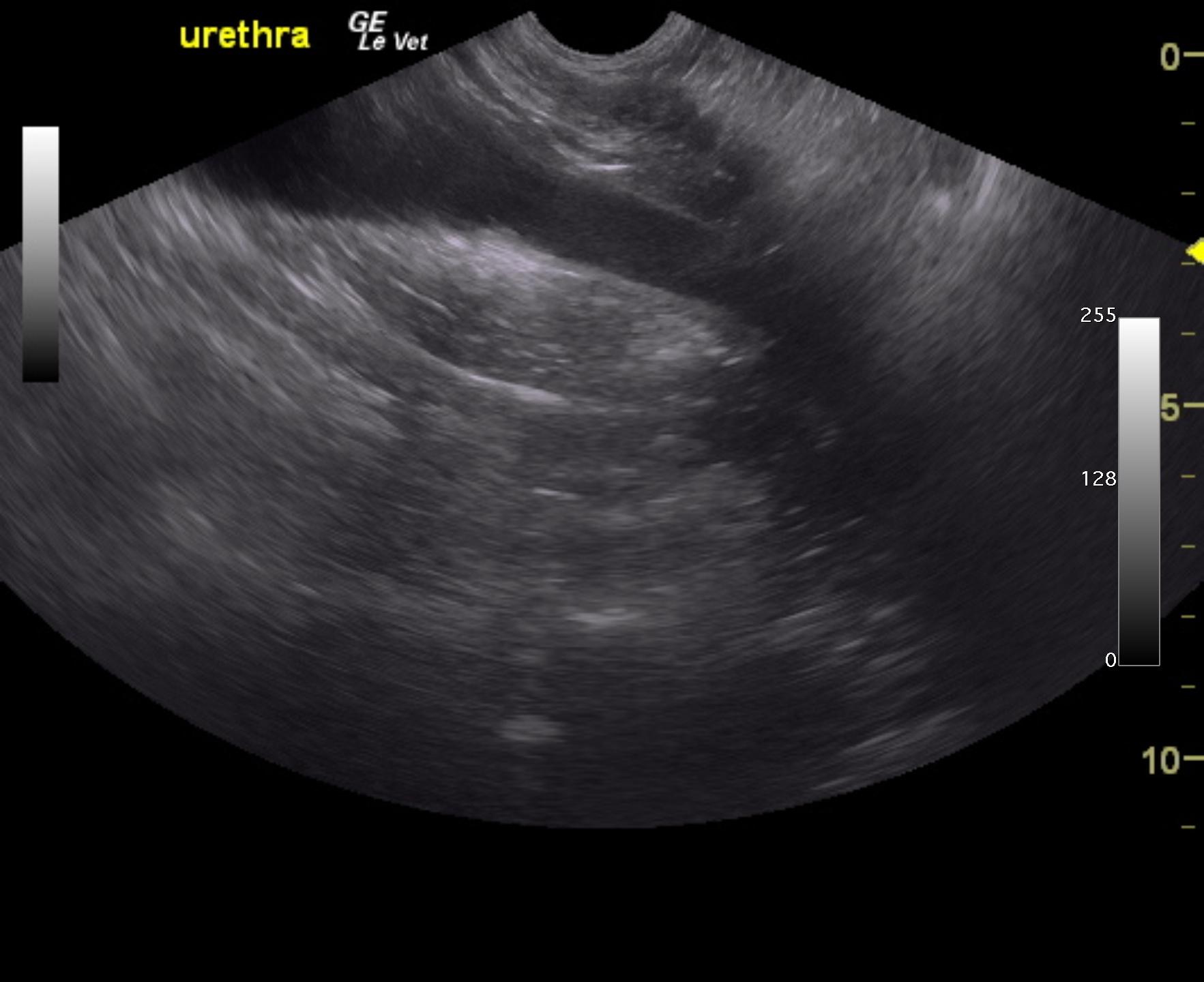 baloga_chloe_poor_urethral_tone_chronic_uti