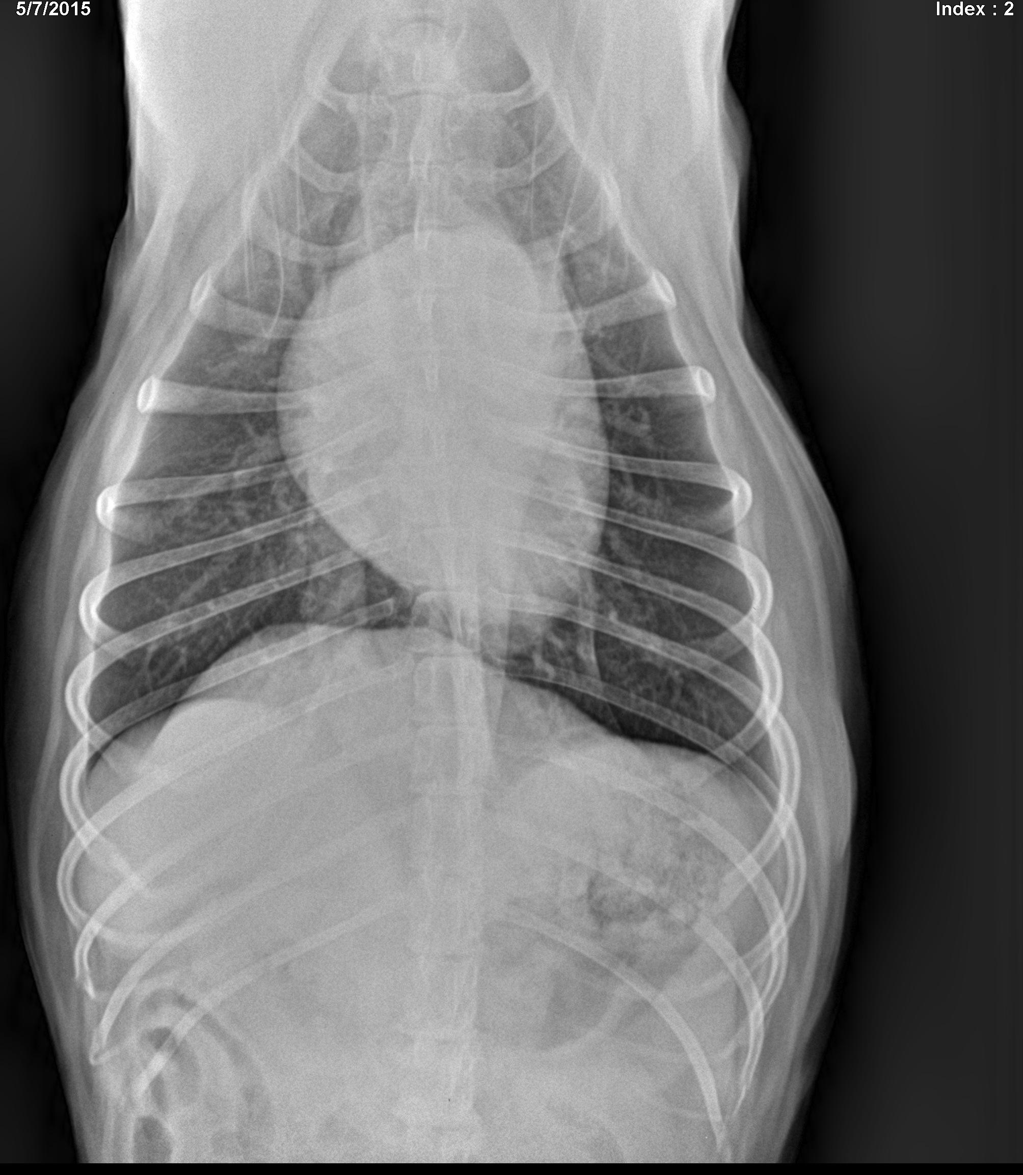 Curated visual reference: Rad A 15 Year Old Fs Mixed Breed Canine With Photo Inspiration