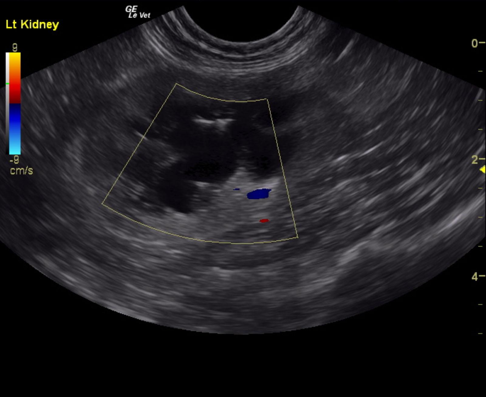 Left ureteral calculus with obstruction in a 4 year old FS DSH cat ...