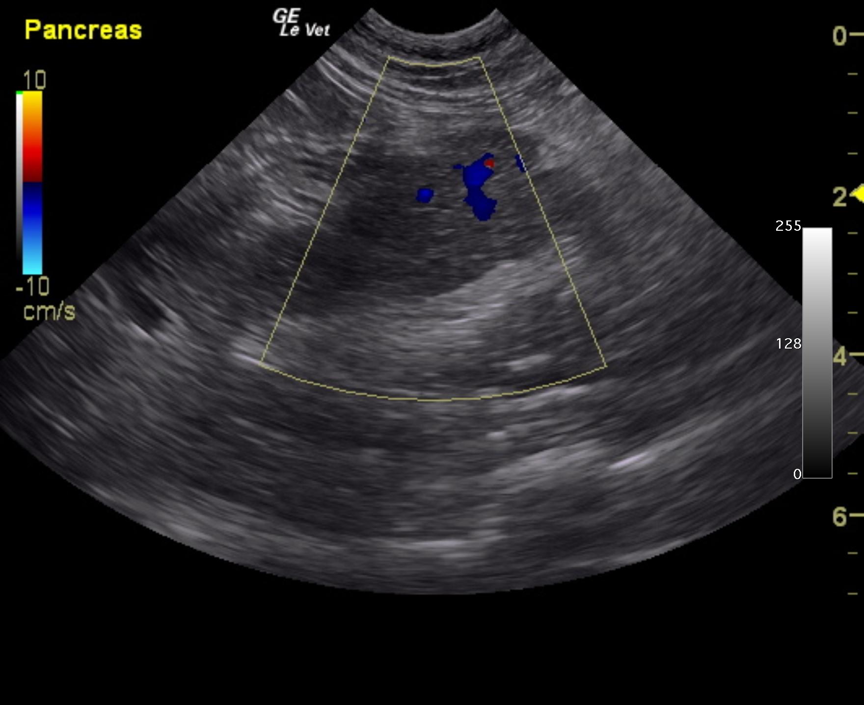 bass_velvet_feline_pancreatitis_cf