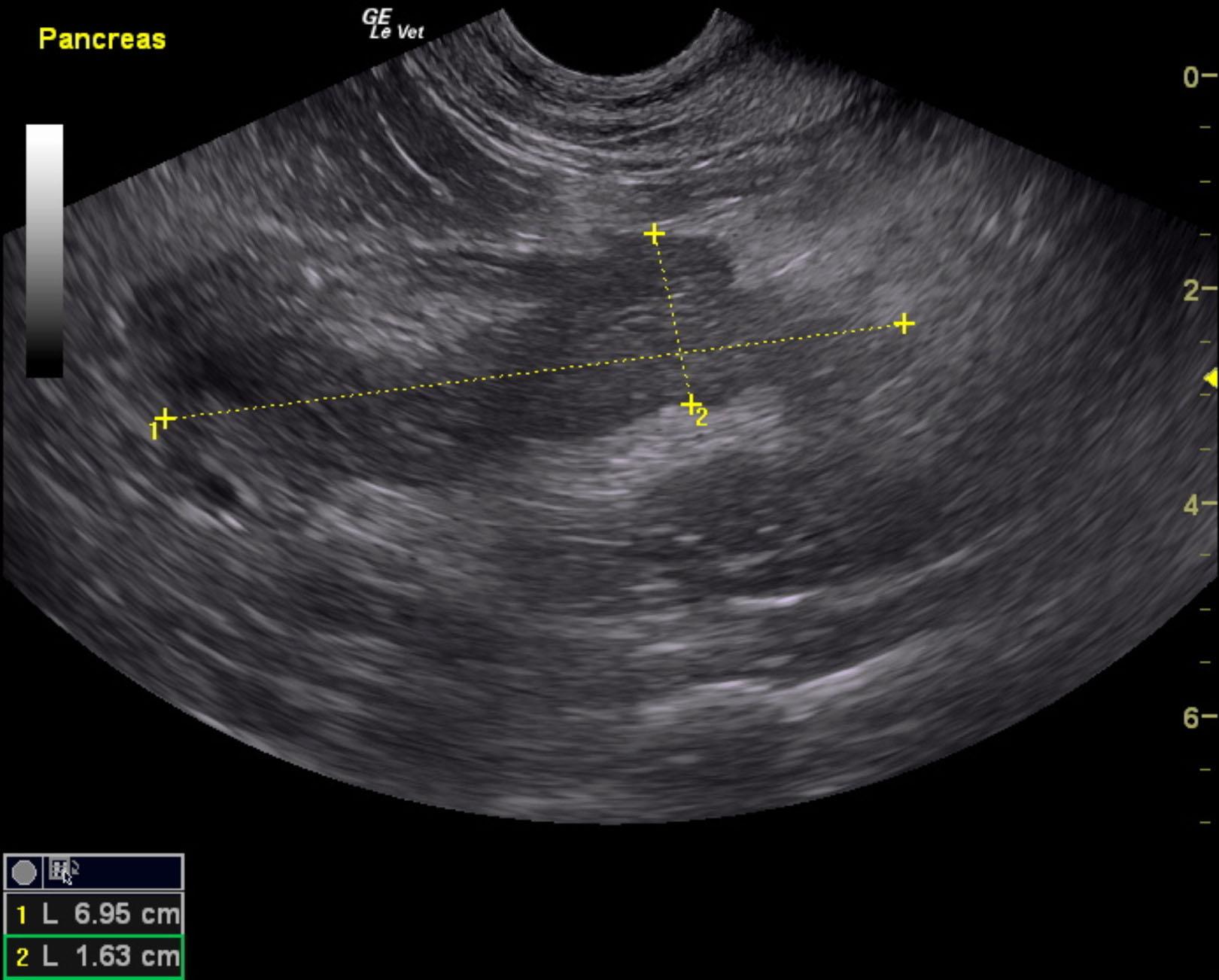 bass_velvet_feline_pancreatitis_measure