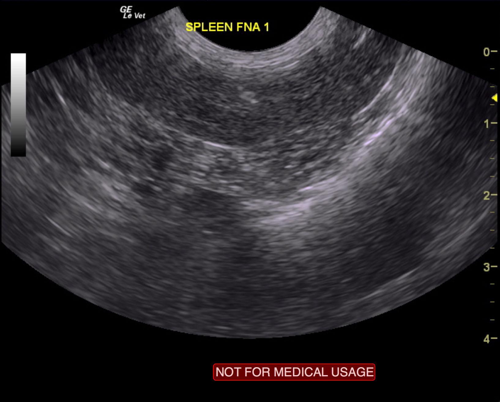 emily_conner_lymphoma_spleen_liver_bone_marrow_felv_positive_fna_2