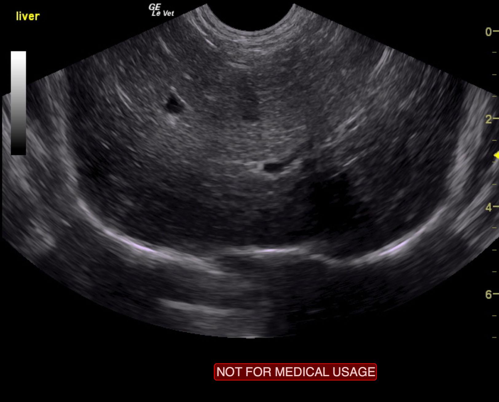 emily_conner_lymphoma_spleen_liver_bone_marrow_felv_positive_fna