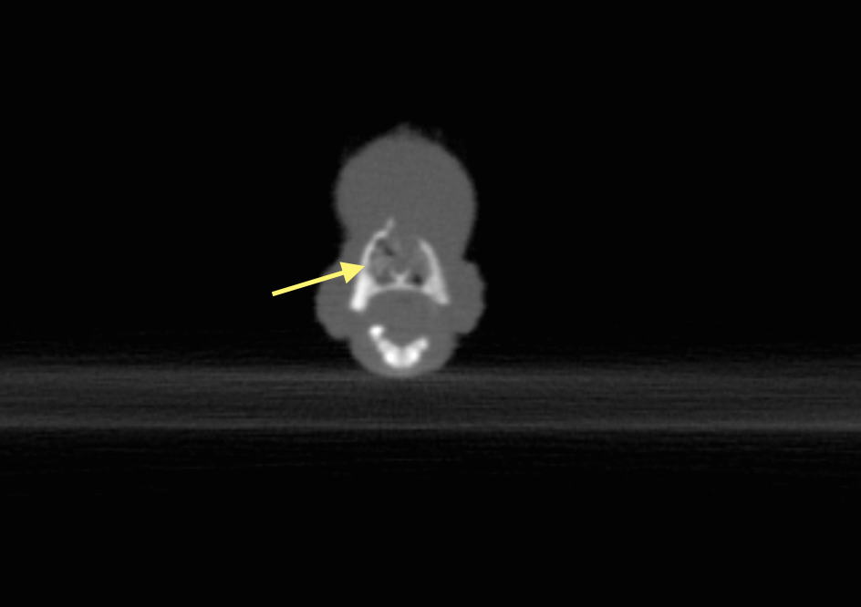 coco_floyd_hedgehog_nasal_tumor