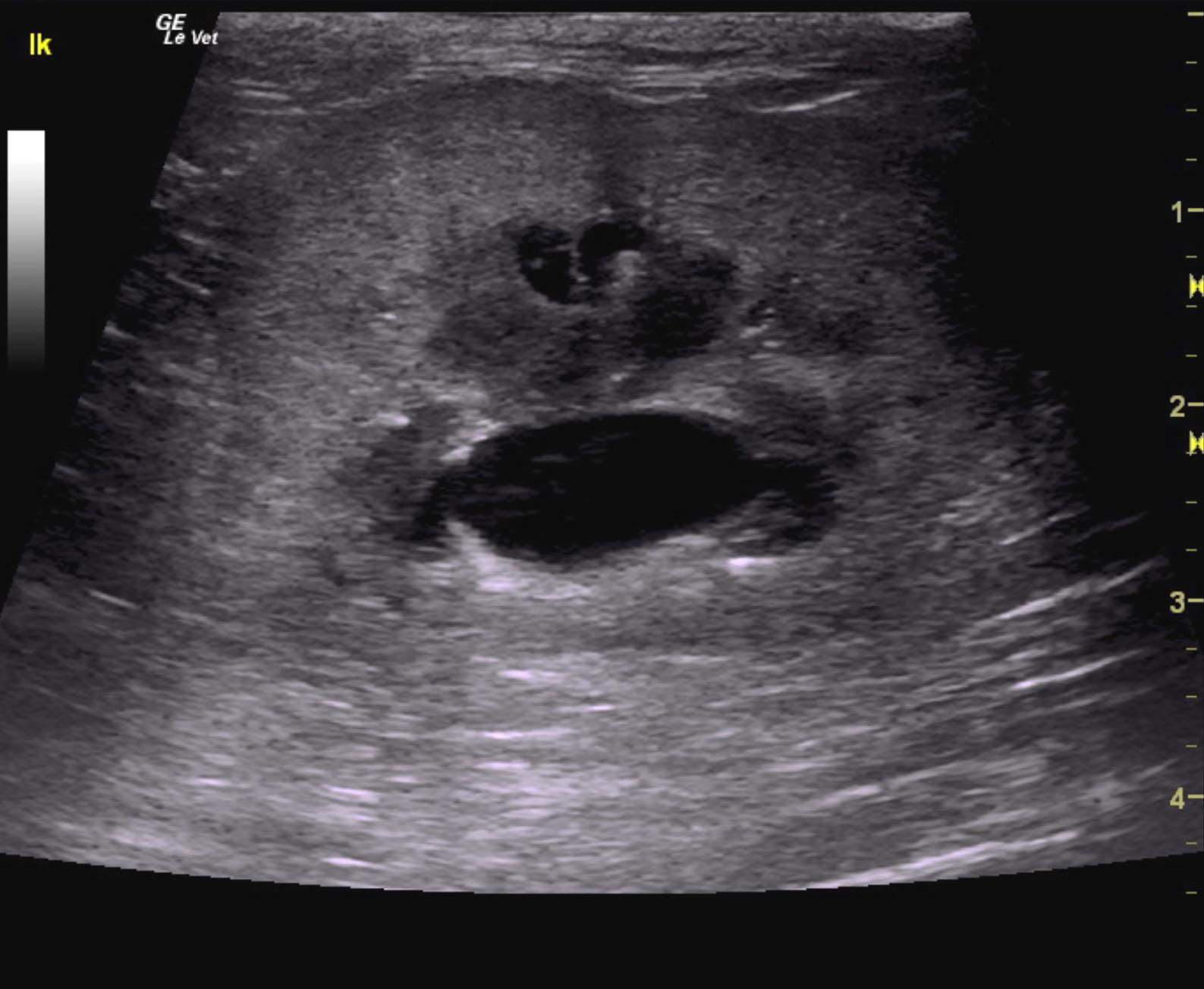 pandora_cushing_renal_stone_passage_renal_failure_lk_2