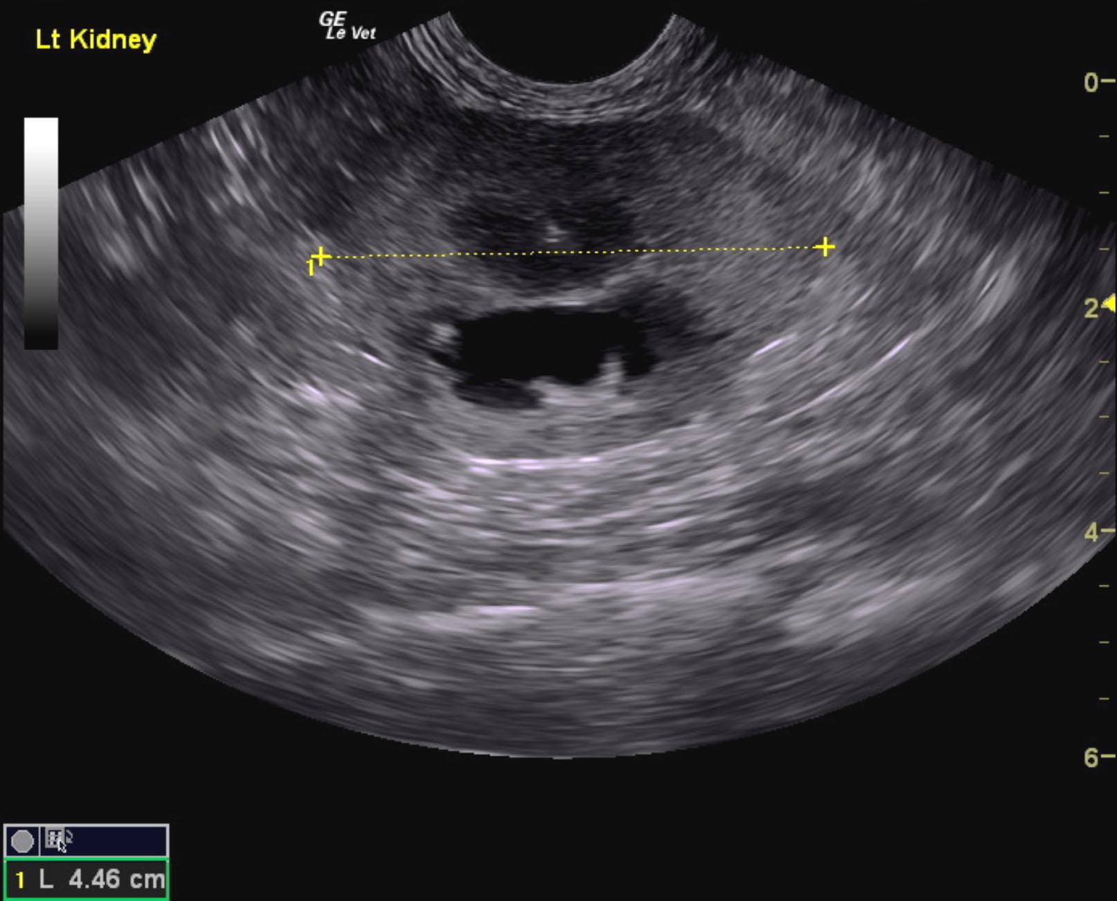 pandora_cushing_renal_stone_passage_renal_failure_lk_3