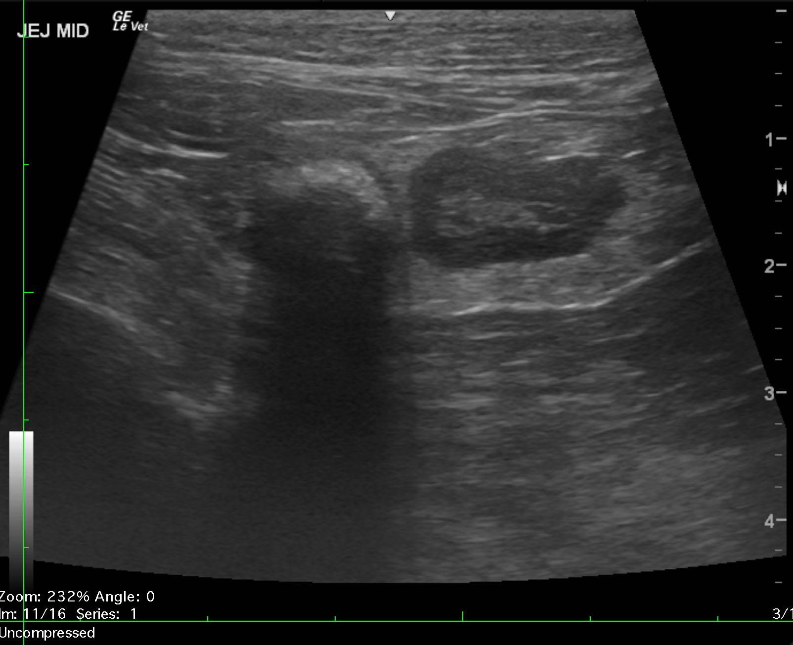 actis_lily_intestinal_obstruction_hairball_and_lsa_pattern_2