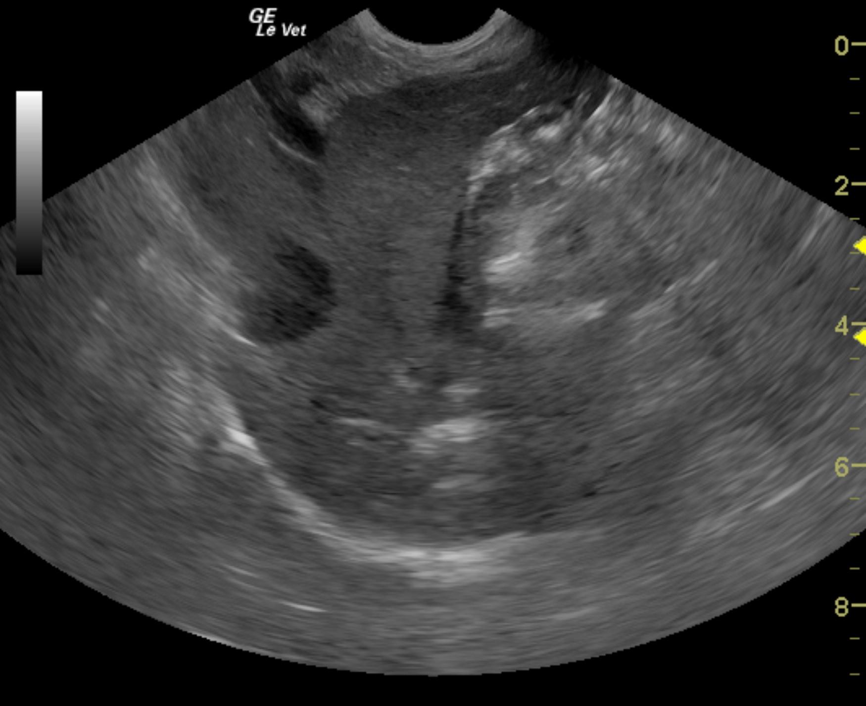 harley_kirwin_cvc_thrombus_5_11_11_normal_liver_2